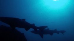 Sharks: The Fight for Survival